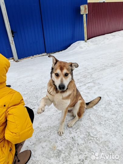 Собака в добрые руки