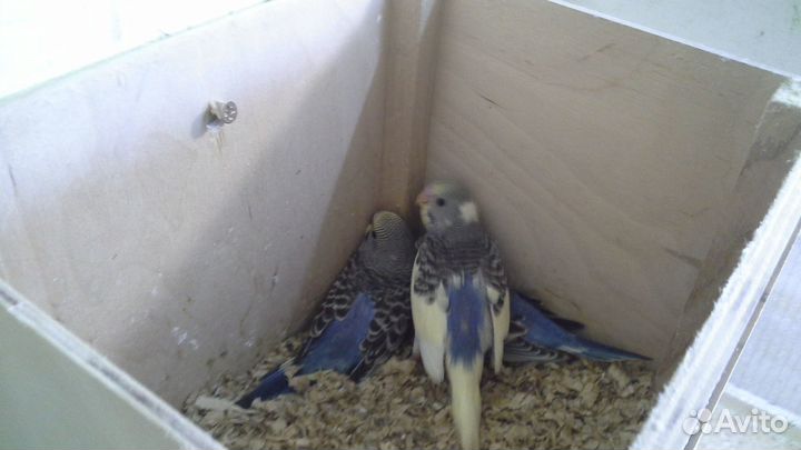 Птенцы волнистых попугаев