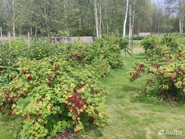 Смородина черная и красная (ягоды)