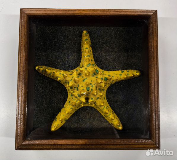 Морская звезда в рамке