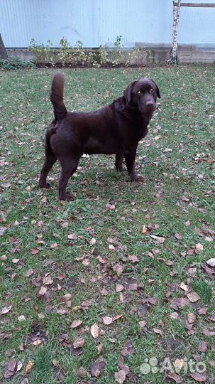 Собака для вязки