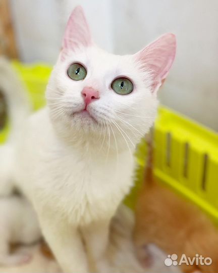 Кошечка красотка