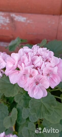 Герань Пеларгония