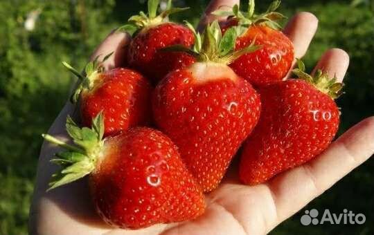 Рассада ремонтантной клубники