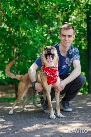 Уютный пёсик Бивис