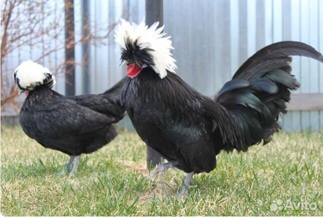 Голландская белохохлая инкубационное яйцо