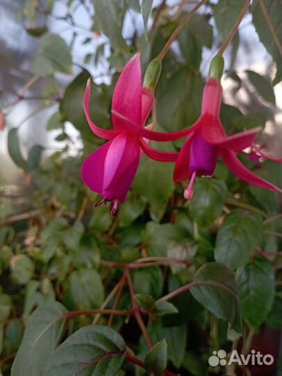 Бугенвилия комнатные цветы