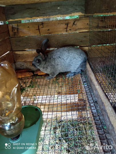 Кролики мясных пород