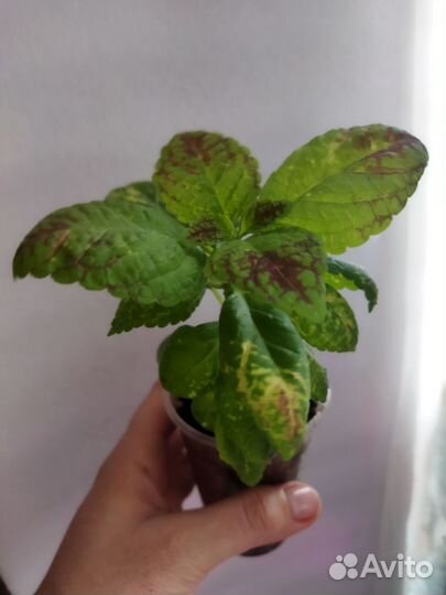 Колеусы Аватар