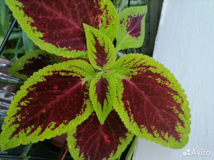 Колеусы вегетативные черенки