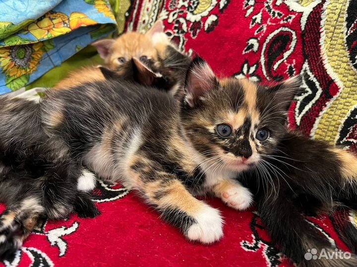 Котята в дар бесплатно