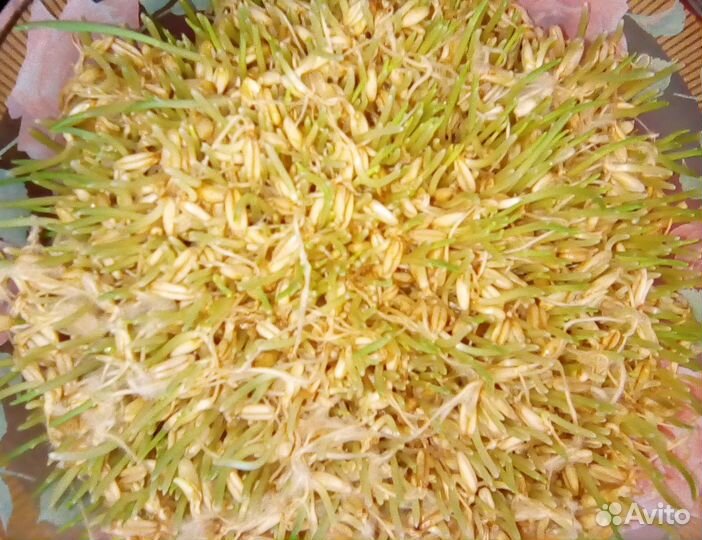 Проростки овёс горошек мадрас