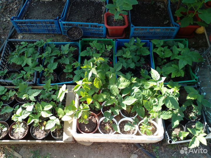 Прайм Арк Фридом ремонтантная ежевика