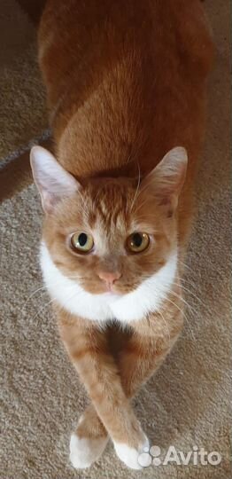 Кошка ищет кота для вязки