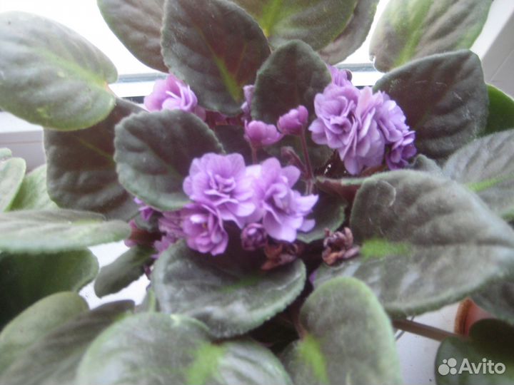 Комнатные домашние растения