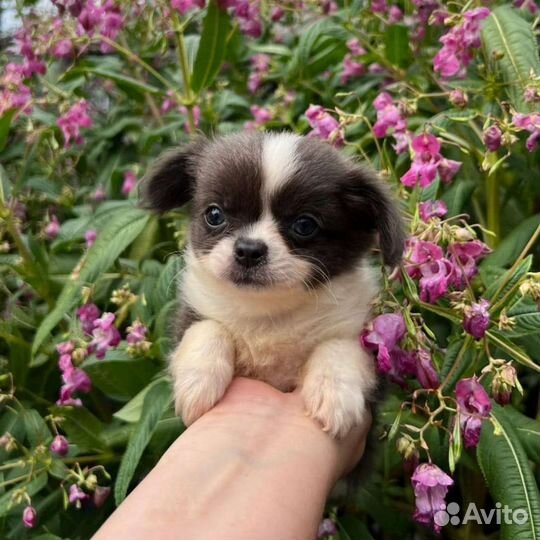 Щенки чихуахуа
