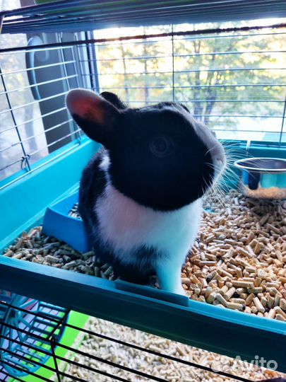 Декоративные кролики