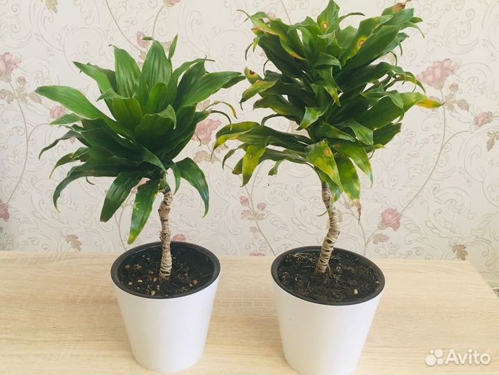 Драцена кучерявая 35 и 40 см