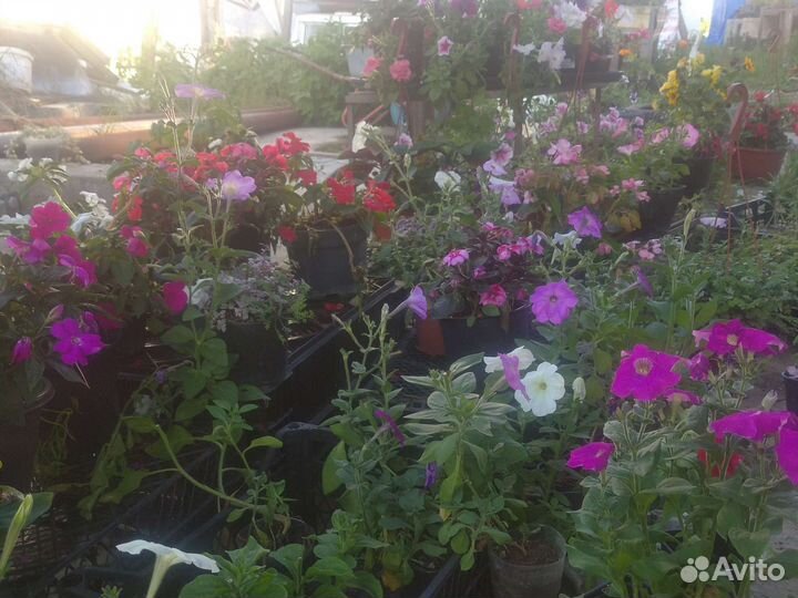 Рассада цветы. самшит бересклеты и тд