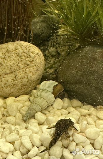 Улитки кролик,геркулес, ампулярии