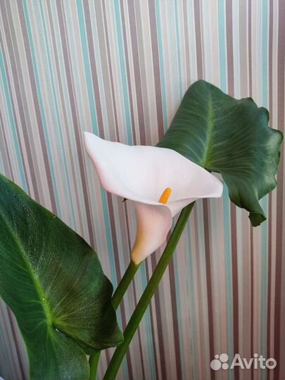 Калла эфиопская корневищная