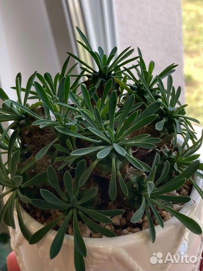 Редкие коллекционные эуфорбии(молочаи)