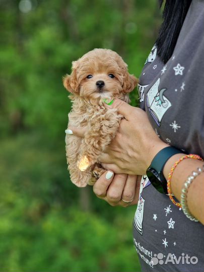 Мальчик мальтипу мини