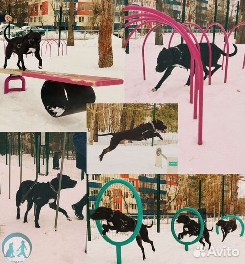 Дрессировка собак. Кинолог