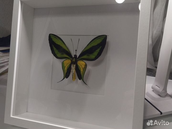 Бабочка птицекрылка paradise