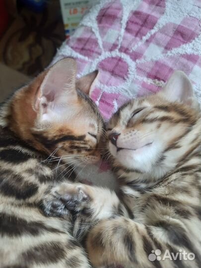 Продаются настоящие леопардики