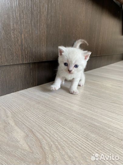 Шотландские прямоухие котята