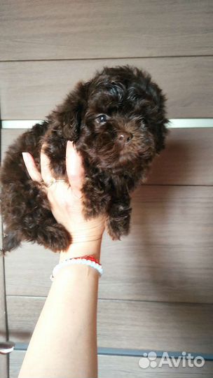 Мальтипу тикап, китайские Тедди