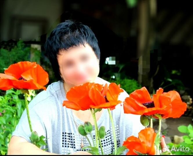 Мак, Книфофия, Примулы, Жимолость, Юкка