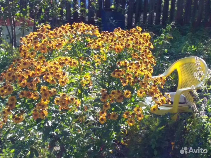 Гелениум (саженцы)