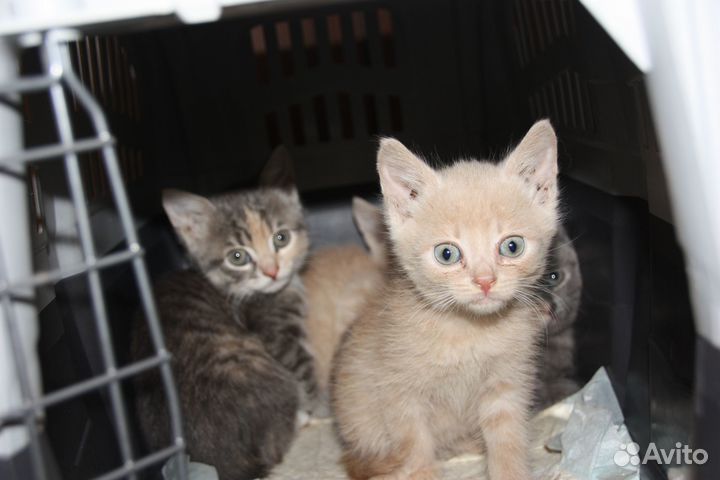 Ищем дом настродаашимся котятам