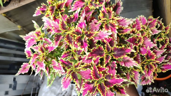 Коллекция колеус