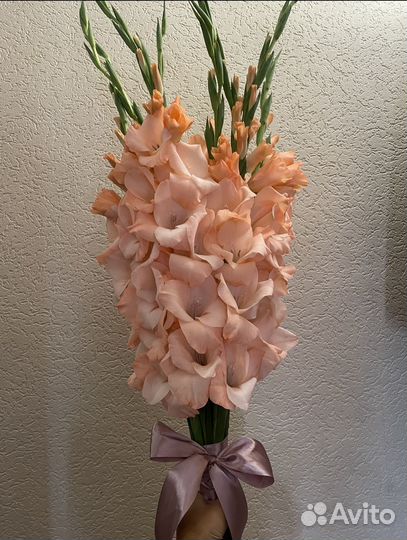 Гладиолусы букет свежий срез