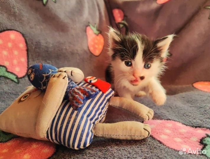 Котята в добрые руки