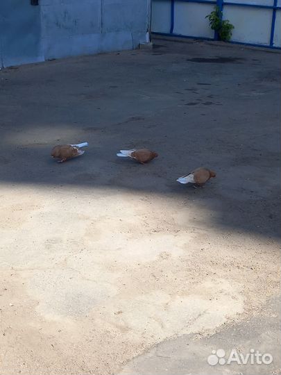 Ижевские и пермские жёлтые голуби