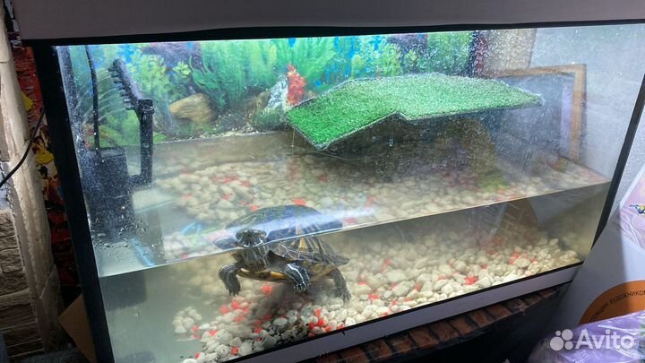 Красноухая черепаха с аквариумом