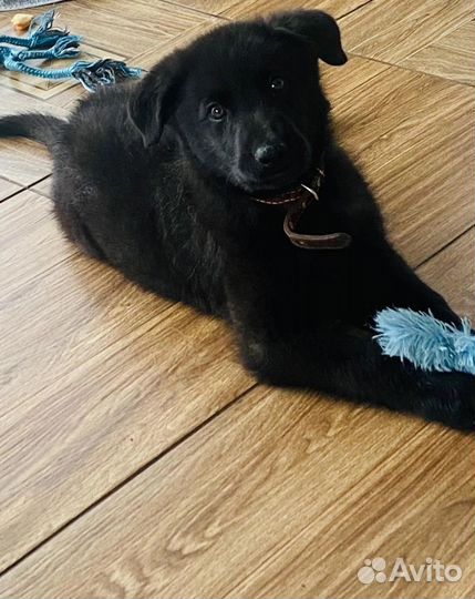 Щенок Миша в добрые руки