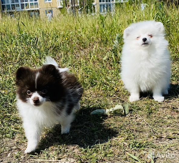 Щенки шпица