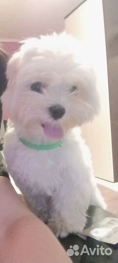 Мальтезе вязка