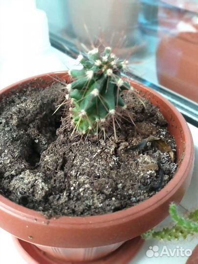 Кактусы и суккуленты