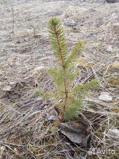 Ель, дуб, клен, береза, рябина, липа саженцы