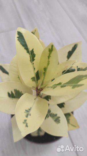 Фикус микрокарпа альбомаргината (фикус Альба)