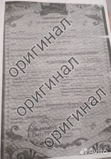 Нубийские коза и козёл