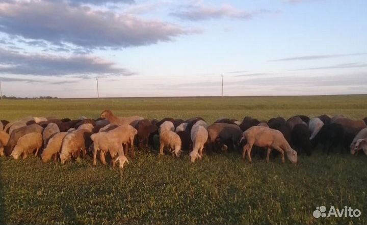 Барашки,овцы на курбан