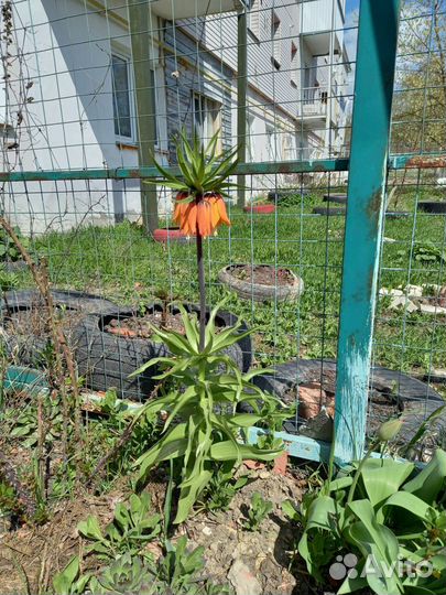 Луковицы рябчика