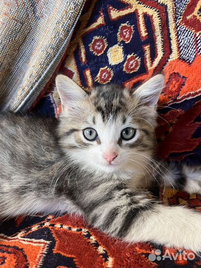 Котята в добрые руки даром